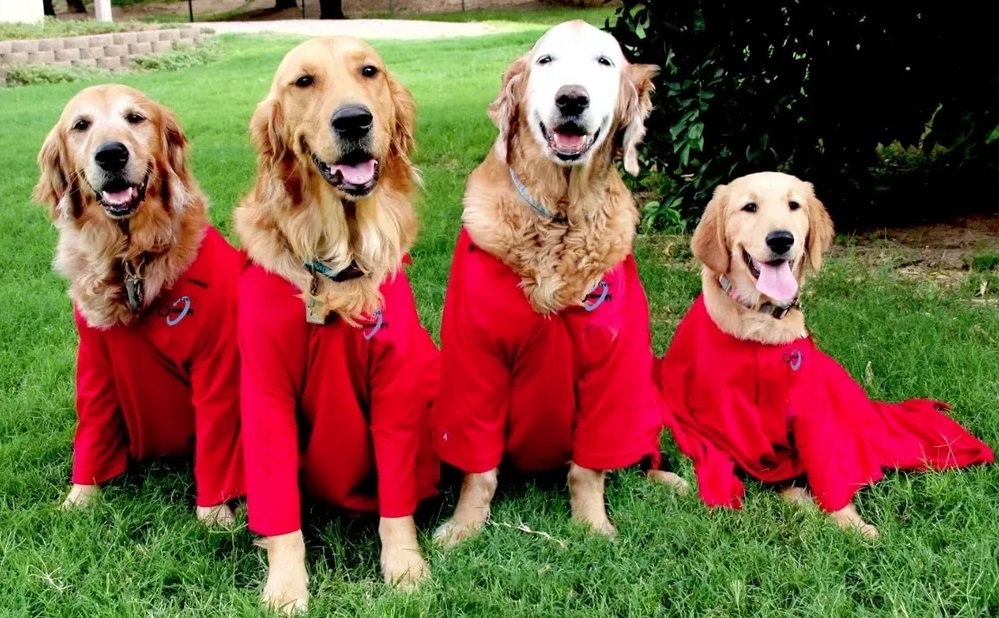 four dogs with clothes