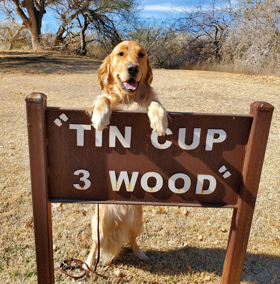 Happy golden retriever leaning on golf sign
